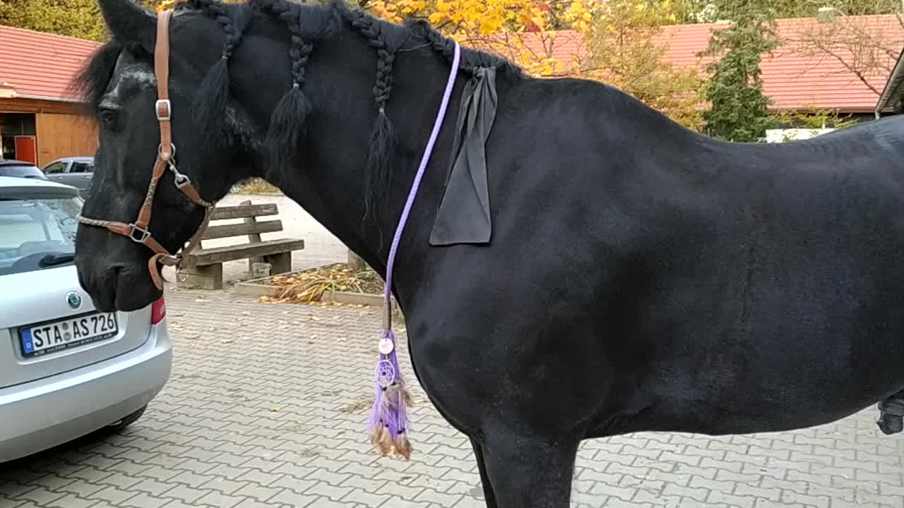 Wirkung DOC Horse